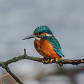 Common Kingfisher, Acedo Atthis, Sits On Tree Branch Watching For Fish Photograph by Andreas Berthold Common Kingfisher, Acedo Atthis, Sits On Tree Branch Watching For Fish Photograph by Andreas Berthold