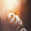 Common snowdrop at sunset. Magic flower sprouting from the soil Photograph by Vaclav Sonnek Common snowdrop at sunset. Magic flower sprouting from the soil Photograph by Vaclav Sonnek