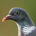Common Wood Pigeon s portrait Photograph by Torbjorn Swenelius Common Wood Pigeon s portrait Photograph by Torbjorn Swenelius