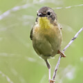 Common Yellowthroat #5466 by Dan Beauvais