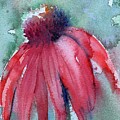 Coneflower in scarlet by Rebecca Matthews