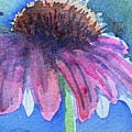 Coneflower with backlit petals by Rebecca Matthews