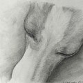 Comfy Drawing by Heather E Harman Comfy Drawing by Heather E Harman