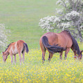 Contentment - Mare and Foal in a meadow Photograph by Anita Nicholson Contentment - Mare and Foal in a meadow Photograph by Anita Nicholson