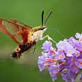 Cool Creature Photograph by Linda Bonaccorsi Cool Creature Photograph by Linda Bonaccorsi