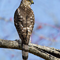 Cooper Hawk Cool by Art Cole