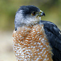 Coopers Hawk by Rod Seel