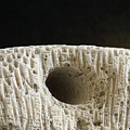 Coral Macro Photograph by Phil Perkins Coral Macro Photograph by Phil Perkins