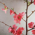 Coral Pink Quince Flowers by Lupen Grainne