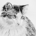 Cordova Drawing by Gigi Dequanne Cordova Drawing by Gigi Dequanne