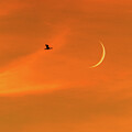 Cormorant sunset return by Michael Lee