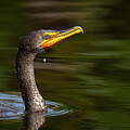 Cormorant Swimming by Bill Cubitt
