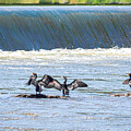 Cormorants Spread Their Wings and Bask in the Sun Photograph by Victoria Plut