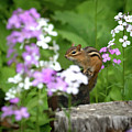 Cornell Botanic Garden Curious Chipmunk Photograph by Mindy Musick King Cornell Botanic Garden Curious Chipmunk Photograph by Mindy Musick King