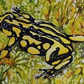 Corroboree Frog by Leonie Bell