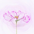 Cosmos by Denis O' Reilly
