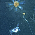 Cosmos to the Right Cyanotype by Elizabeth Reich