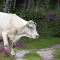 Cow in the Forest Photograph by MPhotographer Cow in the Forest Photograph by MPhotographer