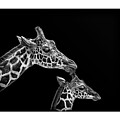 Cow Lick Test by Tom Gehrke