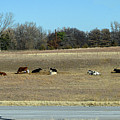 Cows in the field - Highway 170 - Kansas by Andy Romanoff