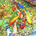 Coy Koi - Stream Painting by Hailey E Herrera Coy Koi - Stream Painting by Hailey E Herrera