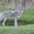 Coyote Photograph by Nicola Finch Coyote Photograph by Nicola Finch