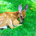 Cozy Fawn Photograph by Mary Walchuck Cozy Fawn Photograph by Mary Walchuck