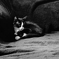 Cozy time kitty Photograph by Shalane Poole Cozy time kitty Photograph by Shalane Poole