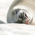 Crabeater Seal Frozen Drool Pile Macro Photograph by Jeff at JSJ Photography Crabeater Seal Frozen Drool Pile Macro Photograph by Jeff at JSJ Photography