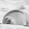 Crabeater Seal Frozen Drool Pile BW-SC Photograph by Jeff at JSJ Photography Crabeater Seal Frozen Drool Pile BW-SC Photograph by Jeff at JSJ Photography