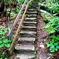 Crabtree Falls Hiking Trail Mixed Media by Sandi OReilly Crabtree Falls Hiking Trail Mixed Media by Sandi OReilly