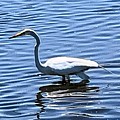 Crane Painting by Anitra Boyt Crane Painting by Anitra Boyt