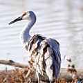 Crane on a Windy Day by Yvonne M Smith
