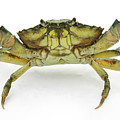 Crazy Crab Photograph by Warren Photographic