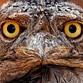 Crazy Cute - Tawny Frogmouth by KJ Swan