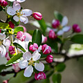 Crazy for Apple Blossoms by Linda Bonaccorsi