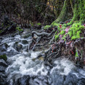 Creek and roots by Donald Kinney