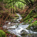 Creek at Deer Park near Fairfax by Donald Kinney
