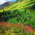 Crested Butte Wildflowers by Susan Warren