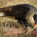 Crested Caracara With Prey Photograph by Rene Vasquez Crested Caracara With Prey Photograph by Rene Vasquez