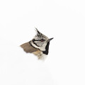 Crested Tit In Snow - High Key by Pete Walkden