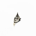 Crested Tit In Some Snow by Pete Walkden