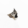 Crested Tit Perched In The Snow by Pete Walkden