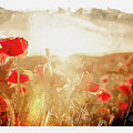 Crimson Fields Digital Art by Airpower Art Crimson Fields Digital Art by Airpower Art