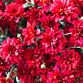 Crimson Red Mumm Flowers by Creative Spirit