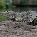 Crocodile Photograph by Carolyn Hutchins Crocodile Photograph by Carolyn Hutchins