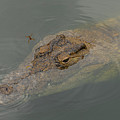 Crocodile with Dragonfly Photograph by Carolyn Hutchins Crocodile with Dragonfly Photograph by Carolyn Hutchins