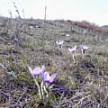 Crocuses Photograph by Amanda R Wright Crocuses Photograph by Amanda R Wright