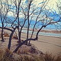Crooked Trees at Oval Beach by Michelle Calkins