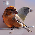 Crossbill Couple by Emily Caldwell